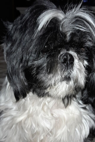 Charming Shih Tzu: A Furry Bundle of Joy! 🐶❤️