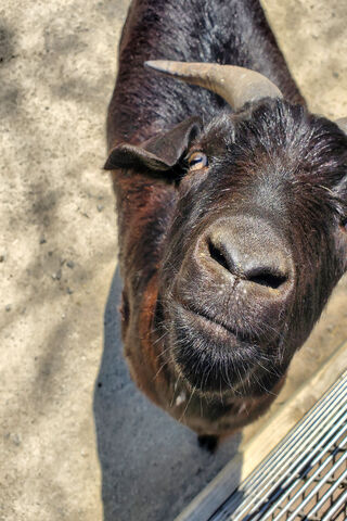 Curious Goat Gazing at You! 🐐✨