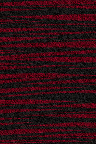 Fierce Stripes: The Bold Zebra