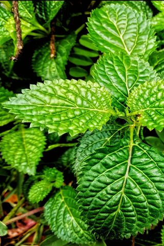 Nature's Green Guardians 🌿