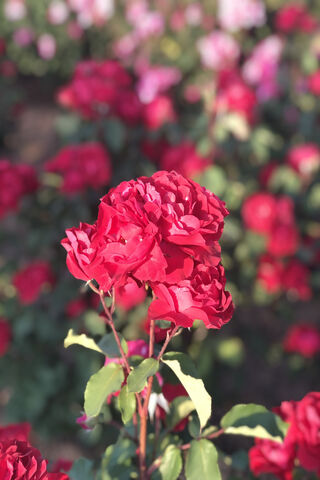 Blooms of the Ghoul Trooper 🌹👻