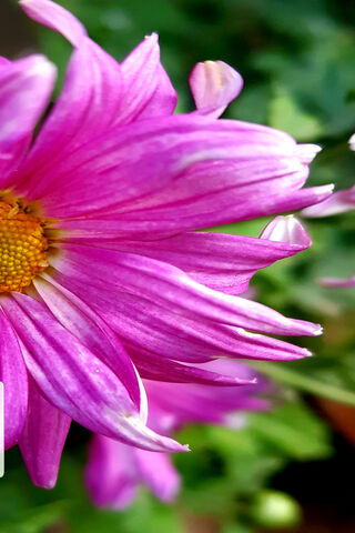 Nature's Secret Garden 🌸