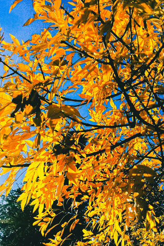 Golden Autumn Bliss in CBA, Argentina 🍂✨