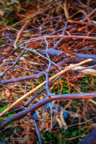 Nature's Intricate Tapestry 🌿✨