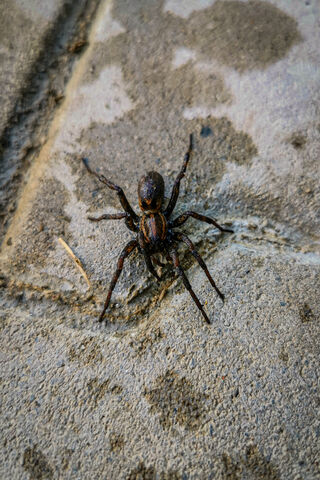 Creepy Crawler: The Spider's Domain 🕷️🌍