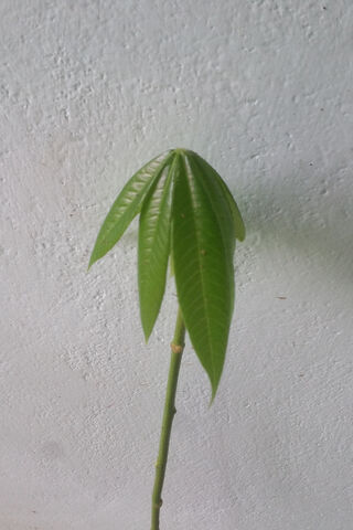 The Leaf of Courage 🌿