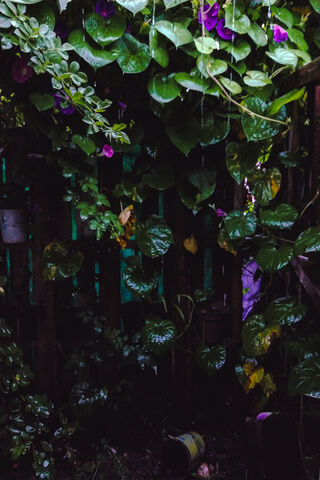 Lush Serenity: The Hidden Oasis of CBA-ARG 🌿💜