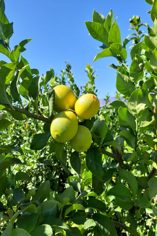 Lemon Grove Bliss 🍋🌿