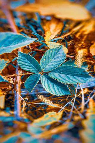 Nature's Palette: A Dance of Colors