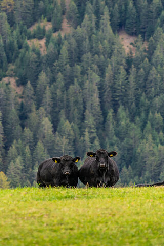 Moo-ving Moments: A Glimpse of Grazing