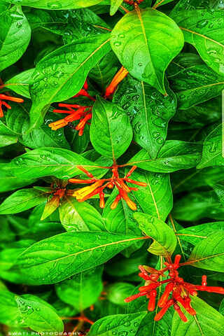 Emerald Oasis: Nature's Vibrant Palette 🌿✨