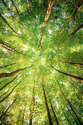 Nature's Canopy: A Green Embrace 🌳✨