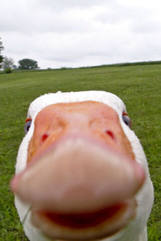 Quirky Quacker Close-Up 🦆📸