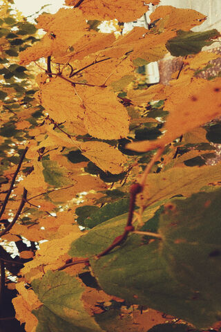 Autumn's Embrace: A Glimpse Through the iPhone 12