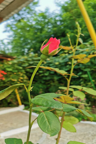 Blooming Beauty: The Rose of Huawei P30 Pro 🌹✨