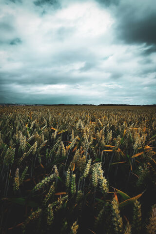 Golden Waves of Grain 🌾✨