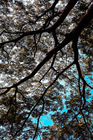 Nature's Canopy: A Glimpse Through the Trees 🌳✨