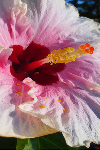 Tulip Dreams: A Hibiscus Delight 🌺✨