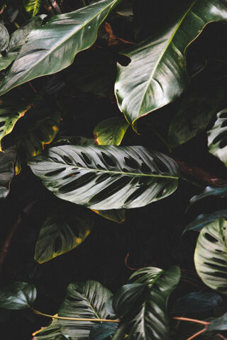 Tropical Serenity: A Leafy Escape 🌿✨