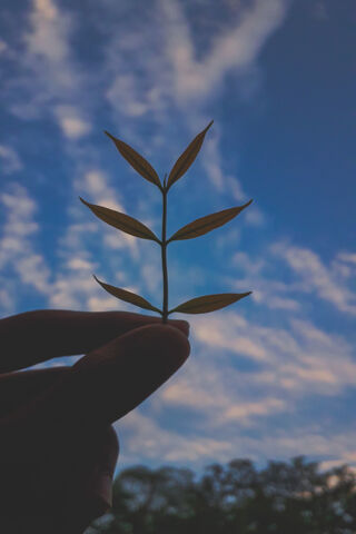 Reaching for the Sky 🌿☁️