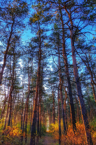 Nature's Tranquil Embrace 🌲✨