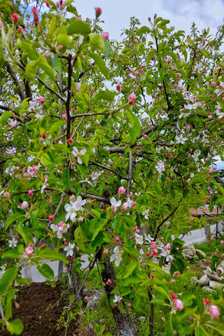 Blossoming Beauty: The Apple Tree in Spring 🌸🍏