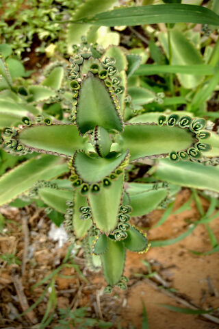 Chic Green Elegance: Nature's Artistry 🌿✨