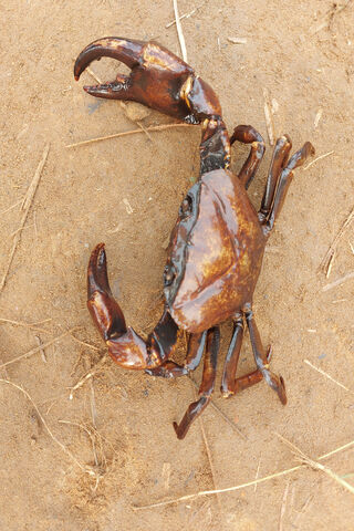 Crabby Encounter: Nature's Little Warrior 🦀