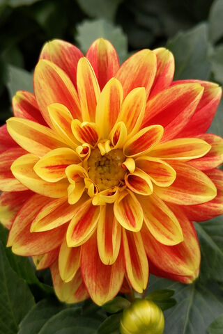 Radiant Blooms: The Dahlia Sunburst 🌼☀️