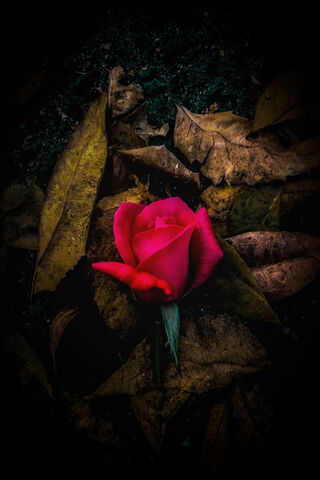 Beauty Amidst the Shadows 🌹✨