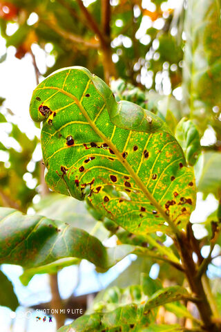 Nature's Resilience: The Beauty of Imperfection 🍃✨