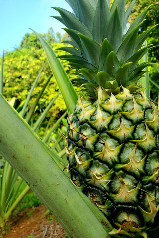 Tropical Delight: The Pineapple Paradise 🍍🌿