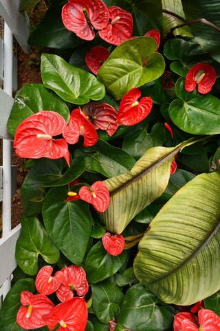 Tropical Elegance: The Premium Anthurium Collection 🌺🍃