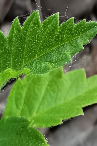 Nature's Spotlight: A Leafy Portrait 🌿✨