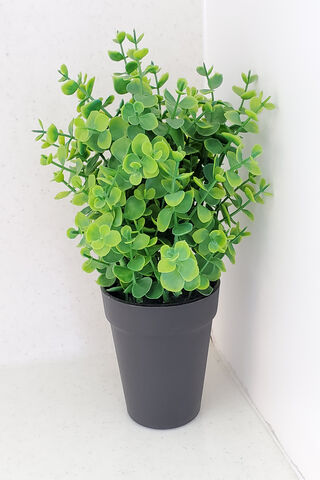 Lush Greenery: A Touch of Nature