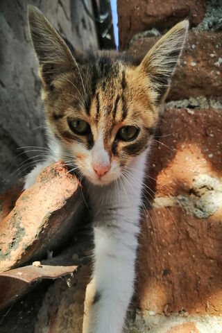 Whiskers in the Sunlight 🌞🐾