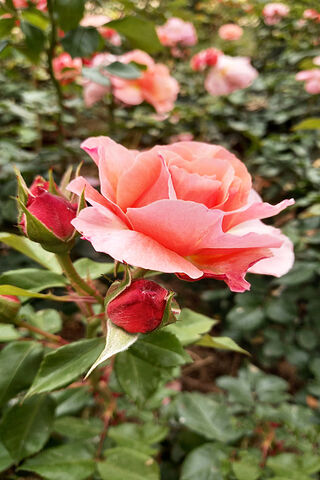 Blushing Beauty: The Coral Rose 🌹✨