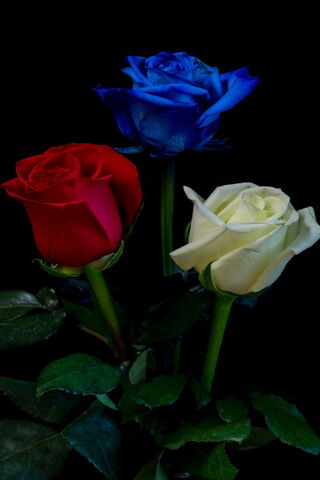 Vibrant Harmony: A Symphony of Roses 🌹💙🌼