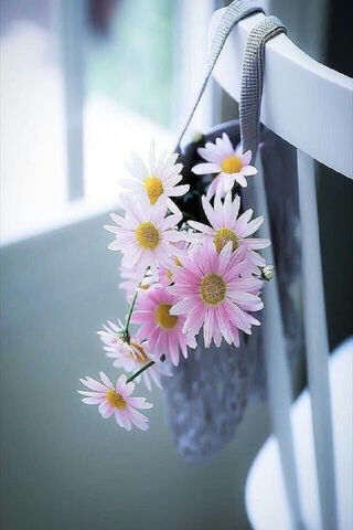 Whispers of Spring: Daisies in Bloom 🌼✨