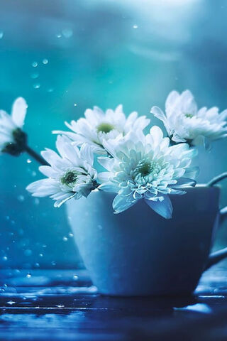 Whispers of Spring: Daisies in Bloom 🌼✨