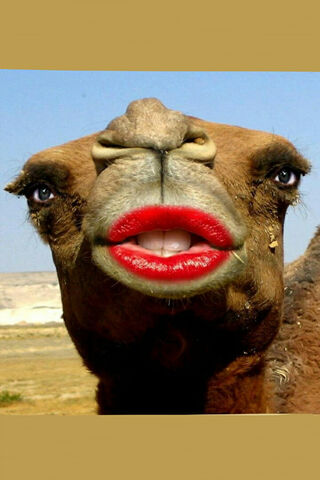 Camel Cuddles: A Kiss of Fun! 💋🐪