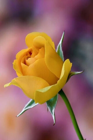 Golden Elegance: The Ye..