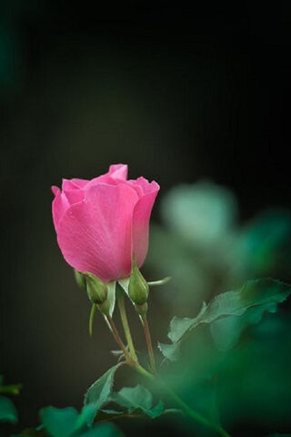 Whispers of a Pink Rose 🌹✨