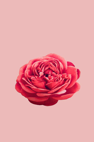 Blushing Beauty: The Rose in Full Bloom 🌹