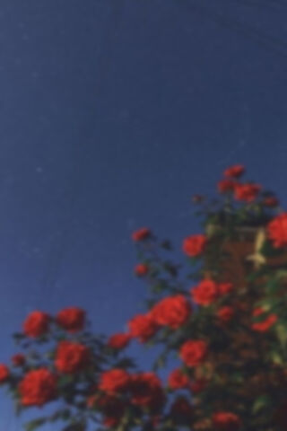 Crimson Blooms Under the Sky 🌹✨