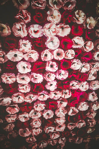 Rosy Dreams: A Floral Fantasy 🌹✨