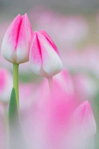 Whispers of Spring: Tulip Dreams 🌷✨