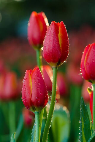Radiant Tulips in Morning Dew 🌷✨