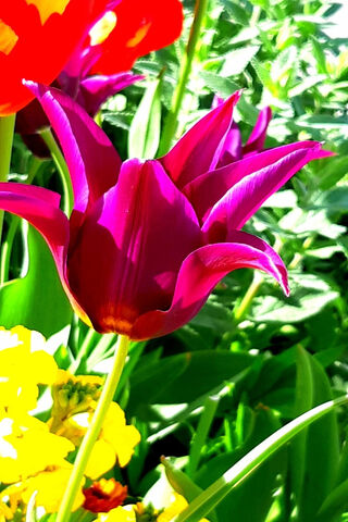 Tulip