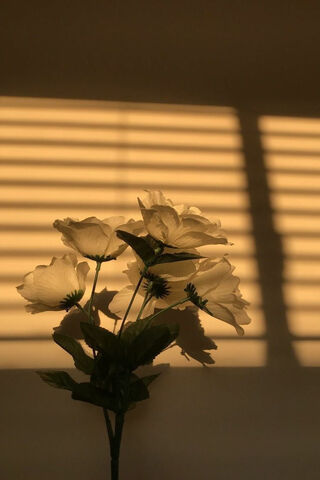 Golden Hour Blooms 🌼✨